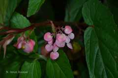Begonia malabarica